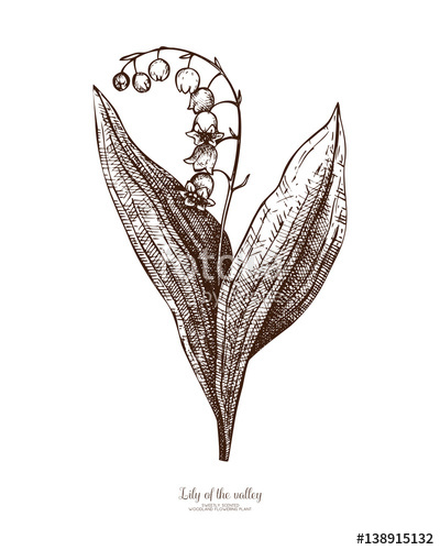 400x500 Vector Illustration Of Hand Drawn Lily Of The Valley Flowers On - Lily Of The Valley Sketch