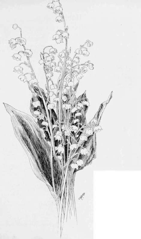 471x800 Xxi. - Lily Of The Valley Sketch