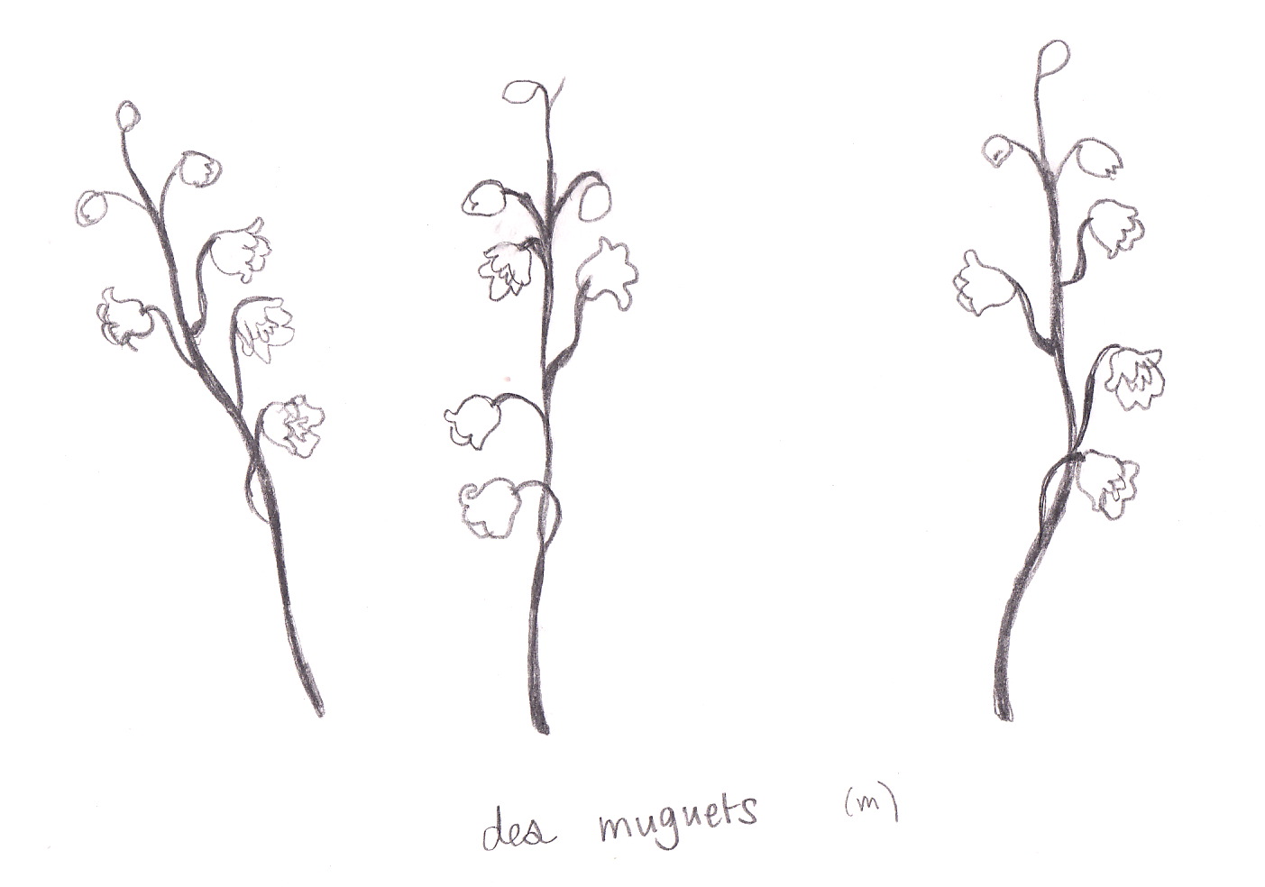 1403x984 Lilly Of The Valley Suzanna Wright - Lily Of The Valley Sketch