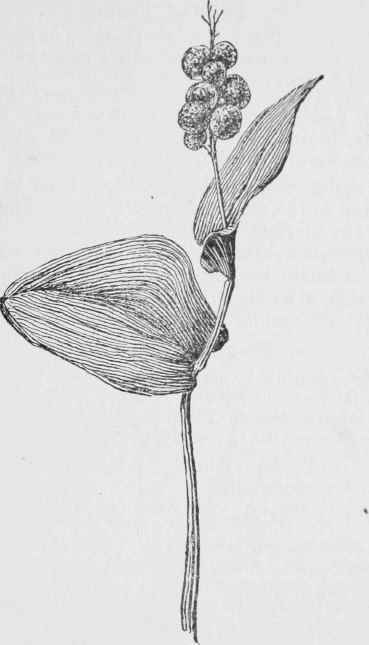 369x645 False Lily Of The Valley. Maianthemum Canadense - Lily Of The Valley Sketch