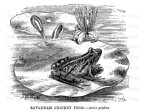 570x440 Lily Pad Clipart Sketches 16 - Lily Pad Sketch