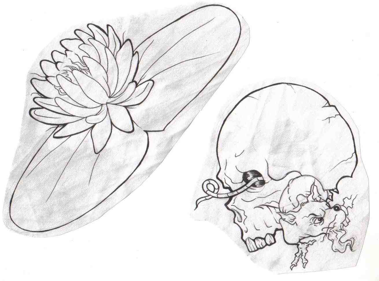 1311x974 Lily Pad Flower Drawing How To Draw A Lily Pad Flower Stepstep - Lily Pad Sketch