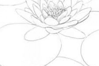 343x228 Lily Pad Flower Drawing Step By Step - Lily Pad Sketch