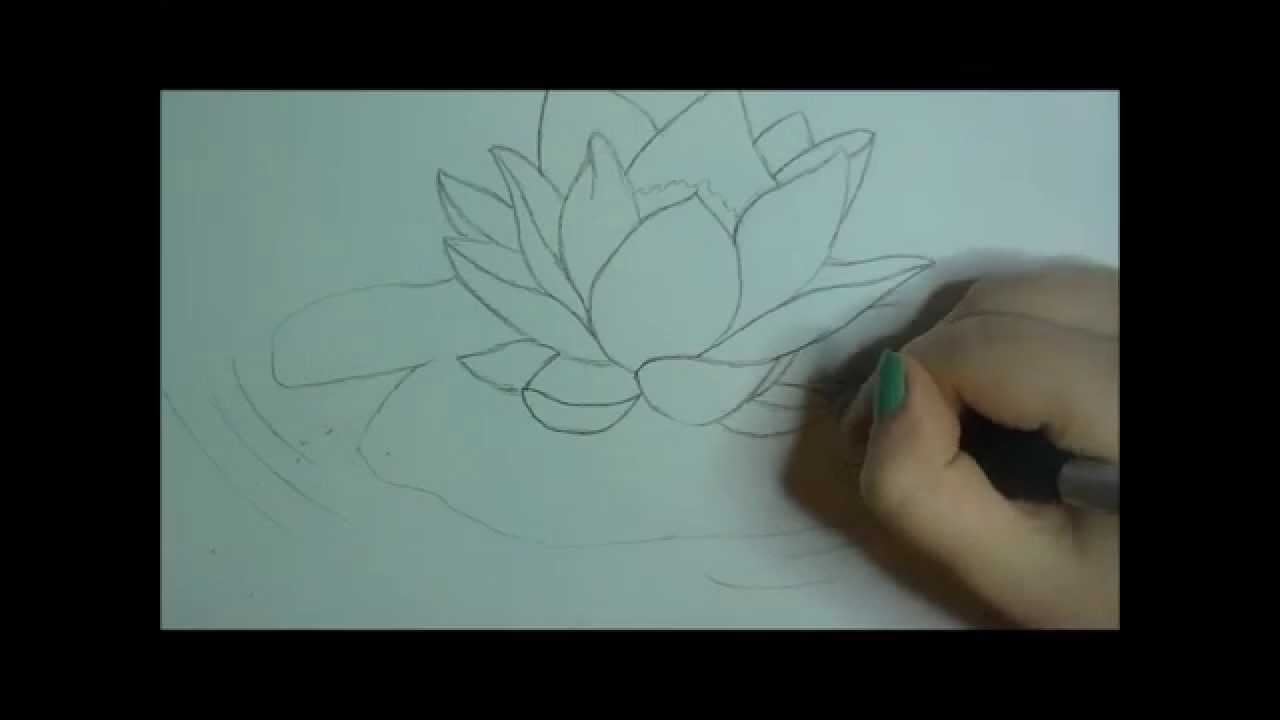 1280x720 Lily Pad (Sketching And Inking) - Lily Pad Sketch