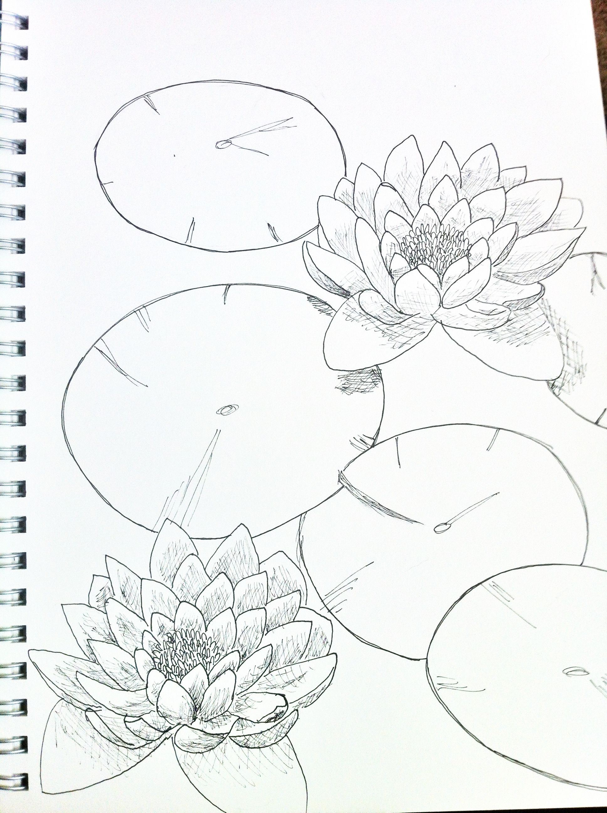 1936x2592 Lily Pad Sketch Lily Drawings, Sketches And Painting - Lily Pad Sketch