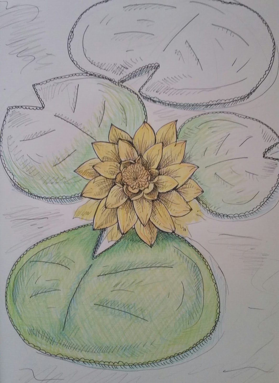 Lily Pad Sketch at Explore collection of Lily Pad