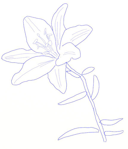 430x500 How To Draw A Lily Flower - Lily Sketch