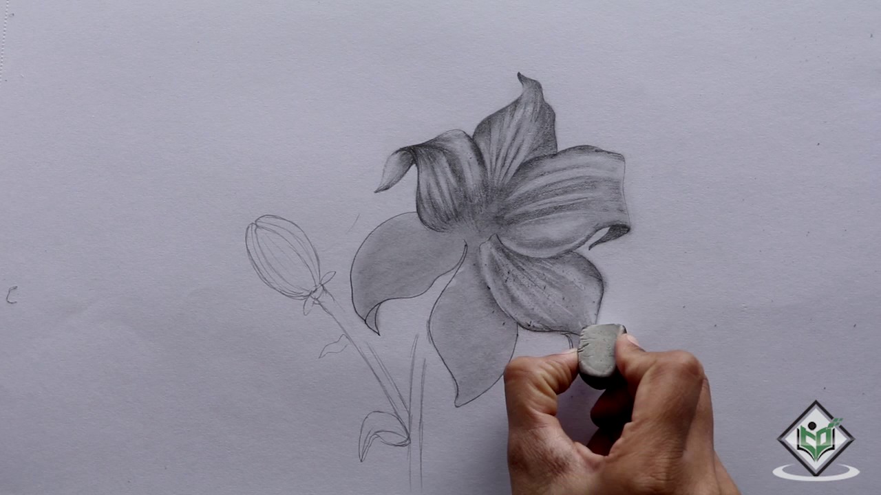 1280x720 How To Sketch A Lily - Lily Sketch