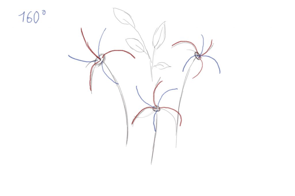 1024x683 How To Draw Lily Step By Step - Lily Sketch