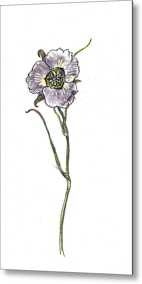 494x985 Sego Lily Field Sketch Metal Print By Dawn Senior Trask - Lily Sketch