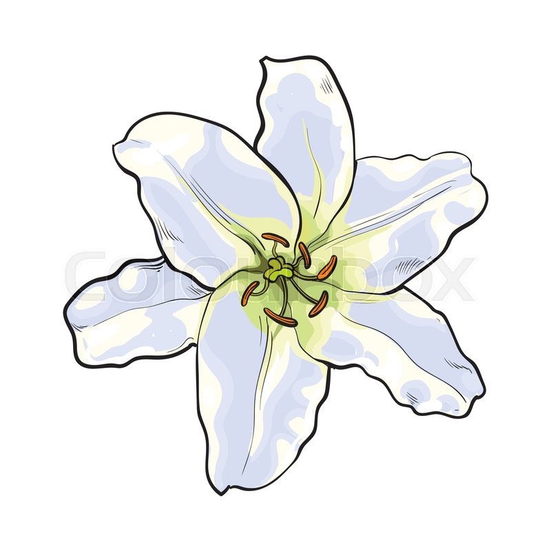 800x800 Single Hand Drawn White Lily Flower, Top View, Sketch Style Vector - Lily Sketch