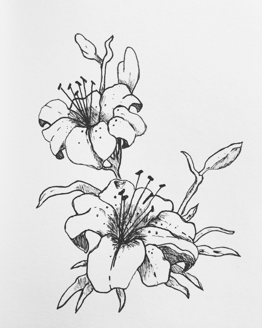 864x1080 Tiger Lily Sketch, Design Amp Craft, Art Amp Prints On Carousell - Lily Sketch