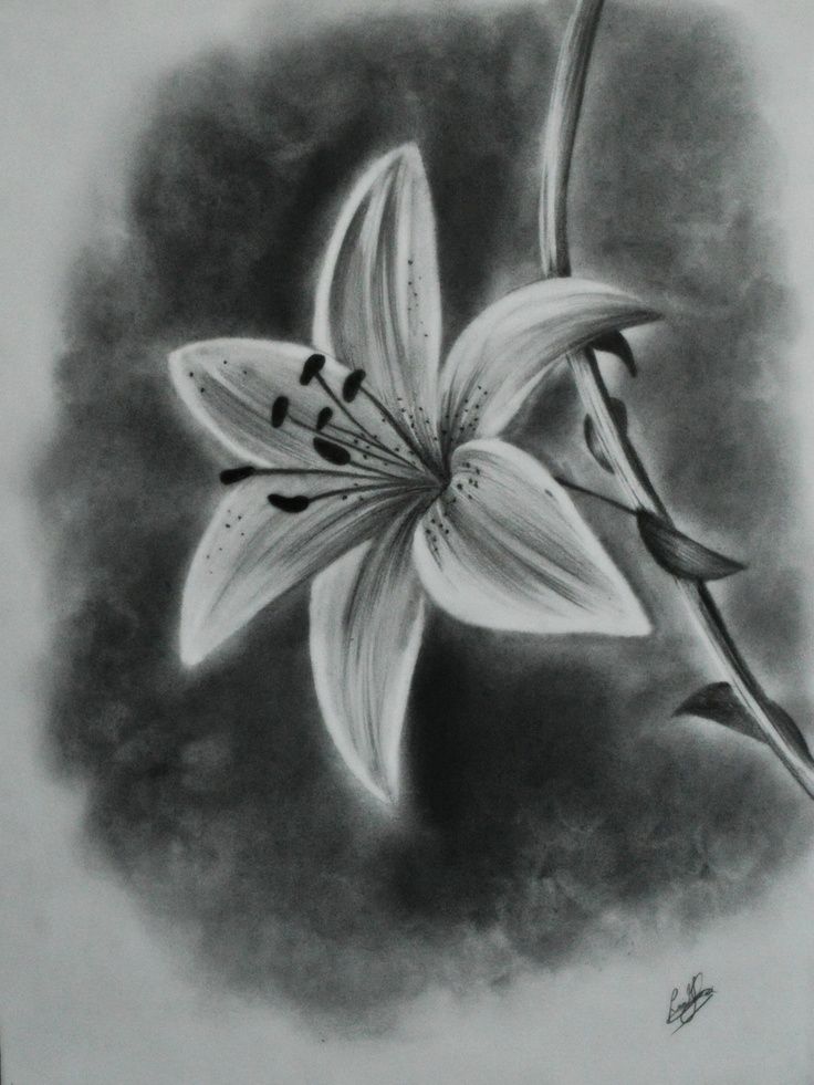 736x981 White Lily Flower Drawings - Lily Sketch
