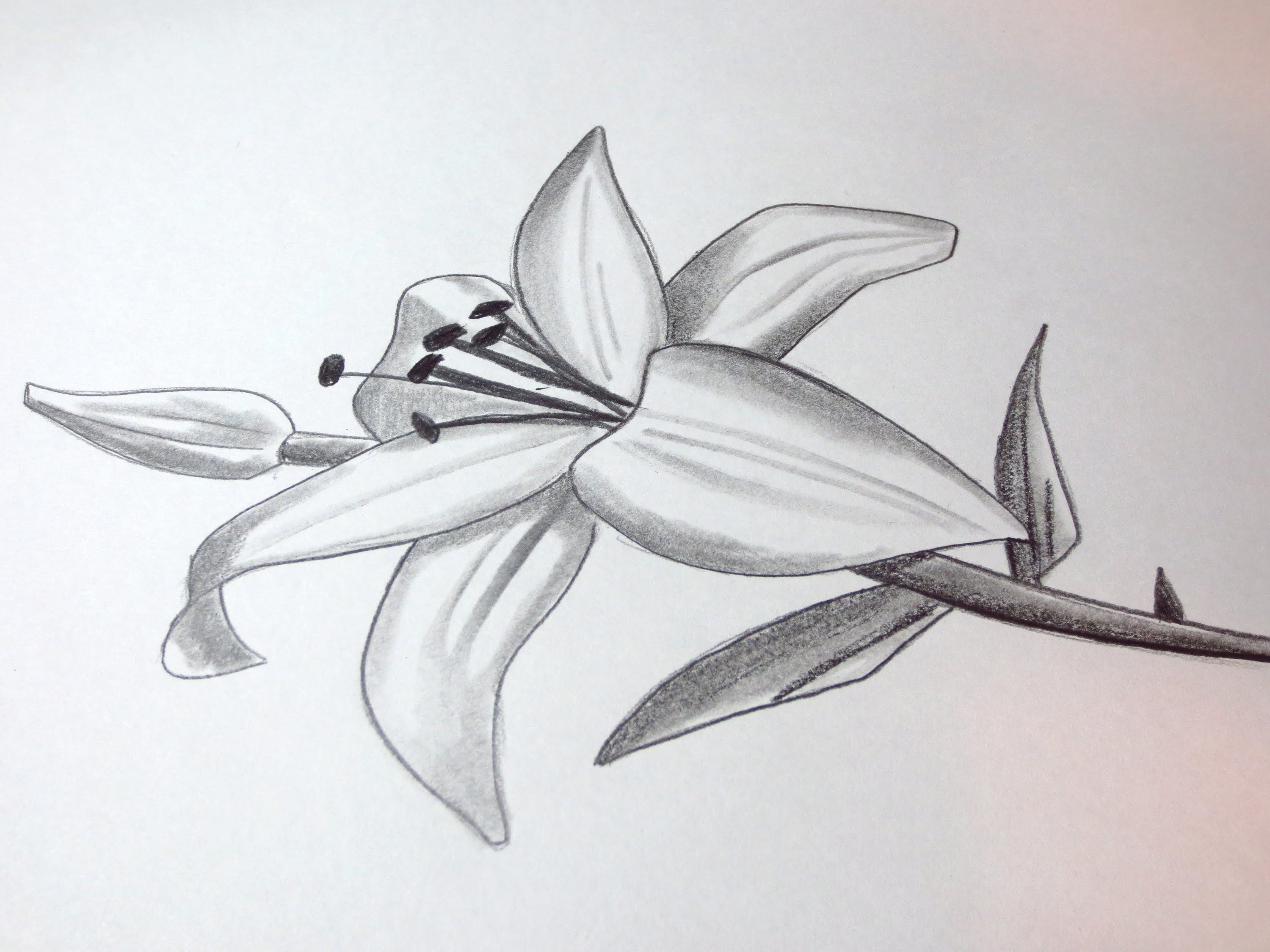 3000x2250 How To Draw A Lily - Lily Sketch
