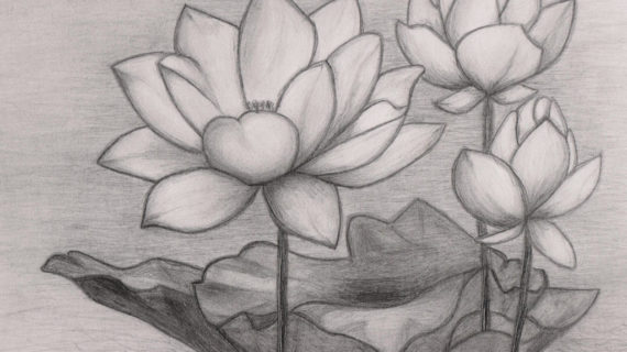 570x320 Lotus Pencil Sketch Lily Pad Sketch Tattoo The O - Lily Sketch Tattoo