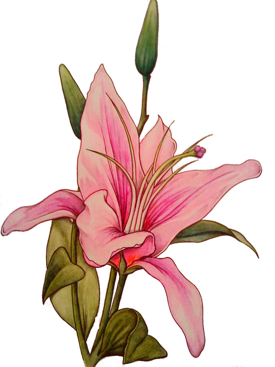 900x1200 Stargazer Lily Tattoo Design Sketch - Lily Sketch Tattoo