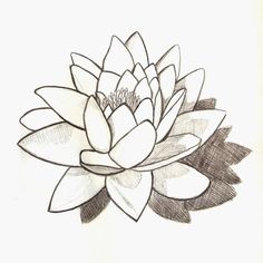 236x236 The 22 Best Water Lily Tattoo Design Drawing Images - Lily Sketch Tattoo