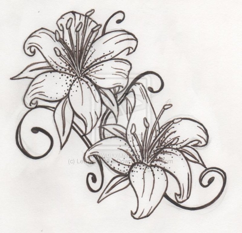 800x769 Black And White Tiger Lily Sketch Tattoo - Lily Sketch Tattoo