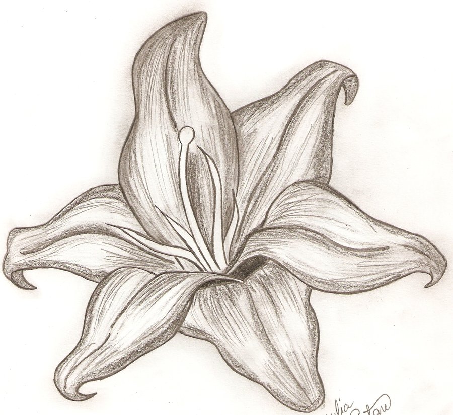 900x825 Drawn Lily Detailed - Lily Sketch Tattoo