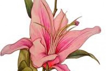 343x228 Lily Flower Tattoo Designs Meanings - Lily Tattoo Sketch