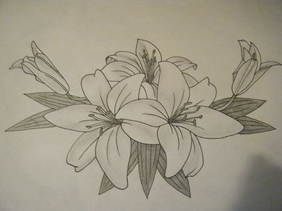 900x675 Pin By Chelsey Mcgee On Tattoos Tattoo - Lily Tattoo Sketch