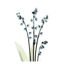 224x224 Tattoos Of Lily Of The Valley Flowers Idea Pictures Beautiful 55 - Lily Tattoo Sketch