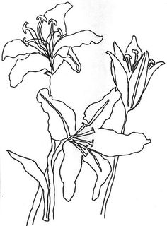 236x320 201 Best Flowers Drawings Of Lily Images In 2018 - Line Sketch Of Flowers
