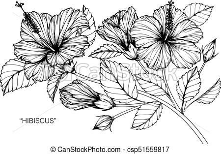 450x313 Hibiscus Flower. Drawing And Sketch With Black And White Line Art. - Line Sketch Of Flowers