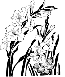 270x321 Sketches Of Flowers Draw With Feeling To Create A Stunning Display - Line Sketch Of Flowers