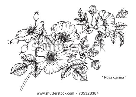 450x320 Black And White Flower Drawings - Line Sketch Of Flowers