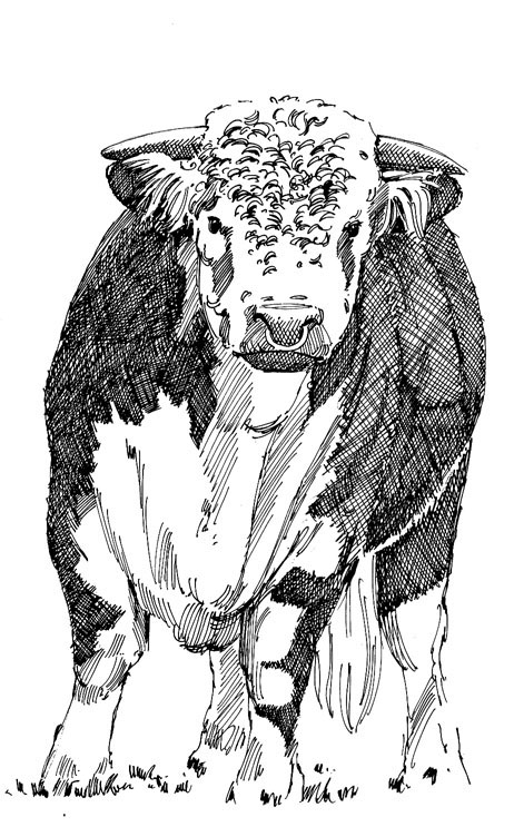 462x743 Linear Sketches Painter John W. Reid - Linear Sketch