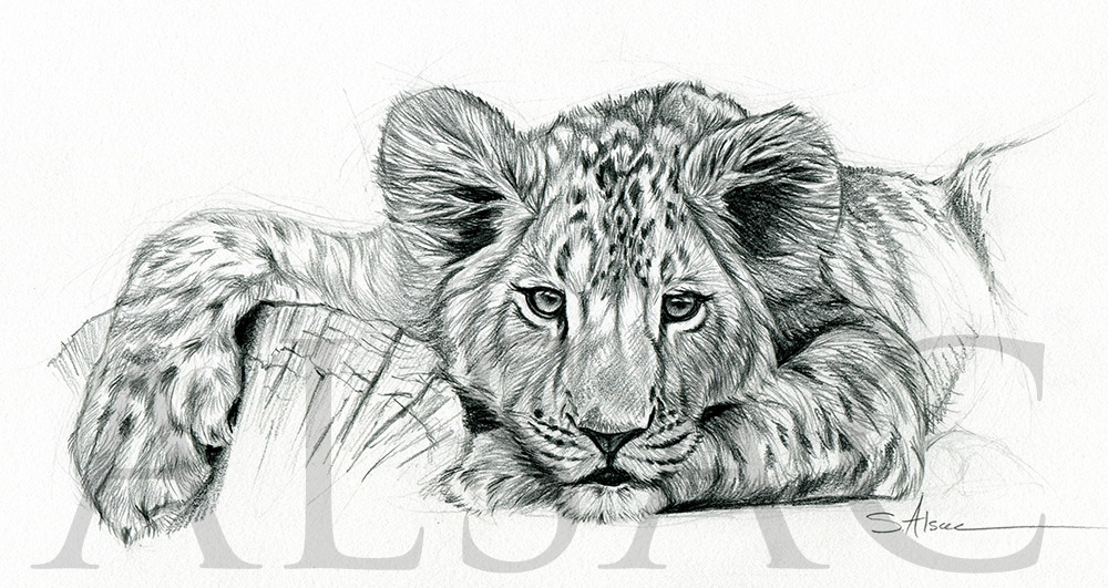 1000x531 Lazy Lion Cub - Lion And Cub Sketch