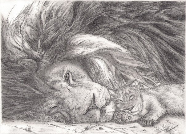 604x434 Lion And Cubs Drawing - Lion And Cub Sketch