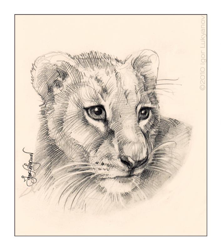 Lion And Cub Sketch at Explore collection of Lion
