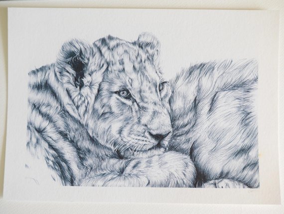 570x430 Lion Cub Drawing Discounted Art Imperfect Item Biro Art Etsy - Lion And Cub Sketch