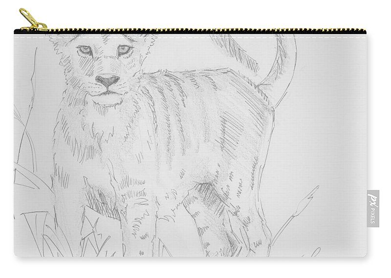 800x570 Lion Cub Pencil Drawing - Lion And Cub Sketch