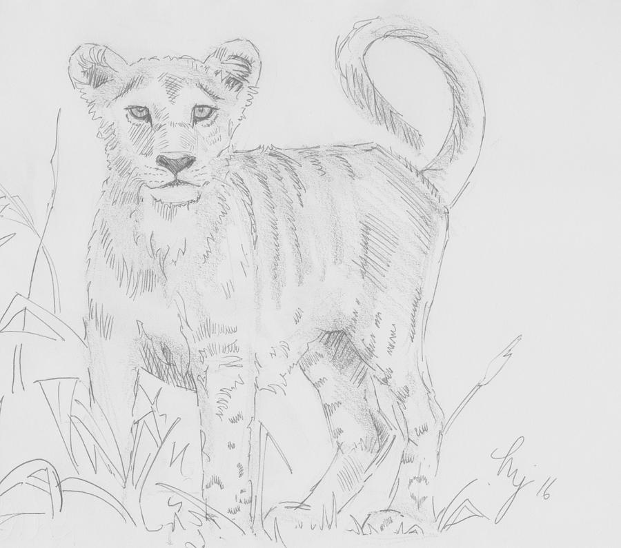 900x795 Lion Cub Pencil Drawing - Lion And Cub Sketch