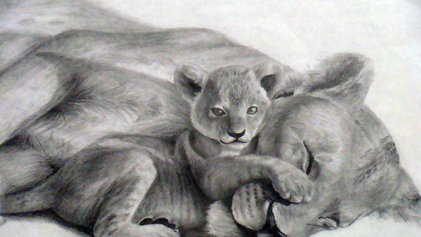 600x338 Lion Cub By Astrozerk - Lion And Cub Sketch