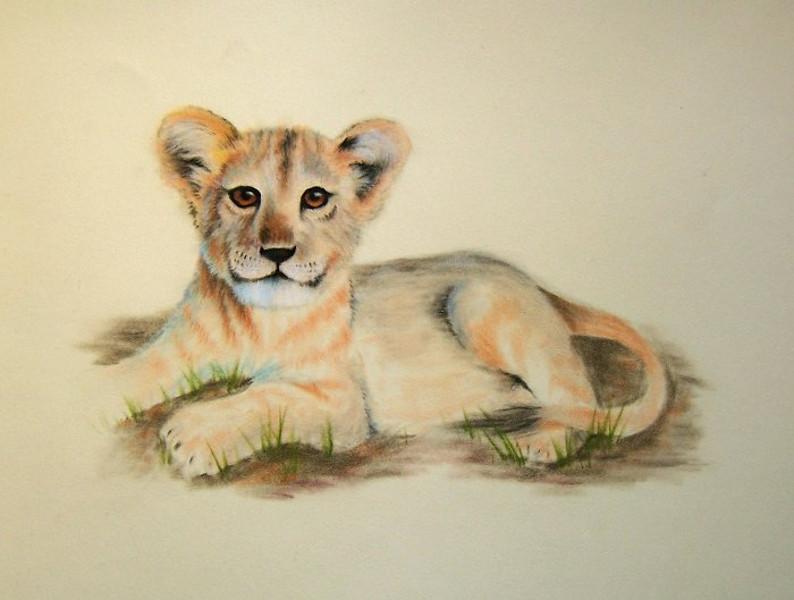 794x600 Lion Cub. Animals. Drawings. Pictures. Drawings Ideas For Kids - Lion And Cub Sketch