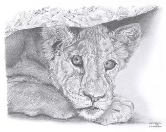 340x270 Lion Cub Drawing Etsy - Lion And Cub Sketch