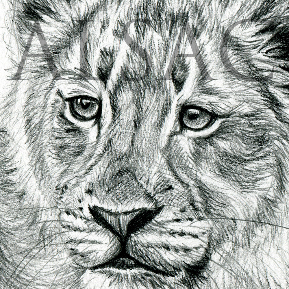 1000x1000 Lion Cub On A Tree Branch - Lion And Cub Sketch