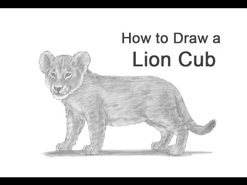 480x360 How To Draw A Lion Cub - Lion And Cub Sketch