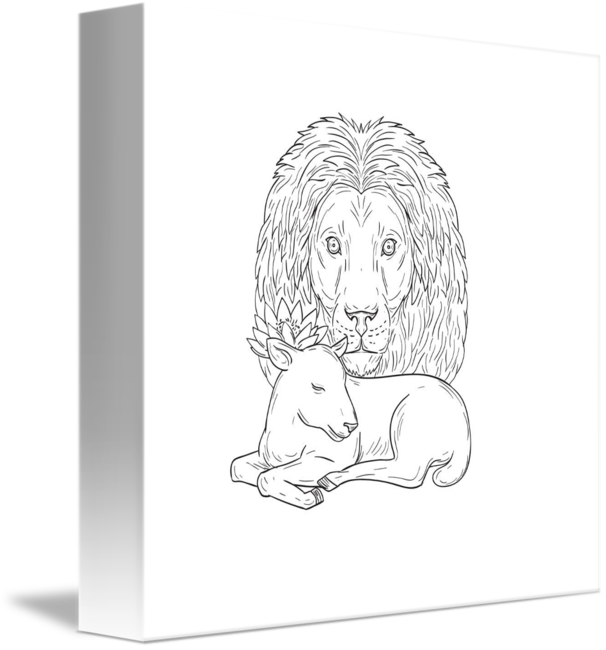 606x650 Lion Watching Over Sleeping Lamb Drawing By Aloysius Patrimonio - Lion And Lamb Sketch