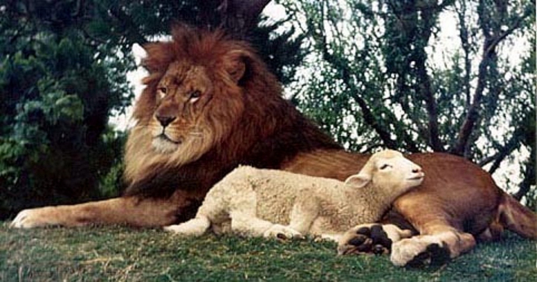 1808x949 Lion And Lamb Lie Down Together Hues Of A Soul - Lion And Lamb Sketch