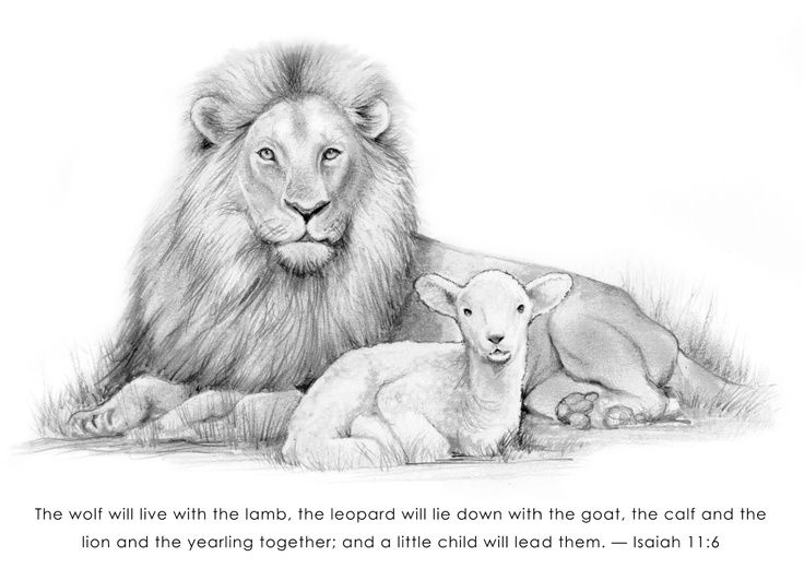 736x531 Lion Pencil Drawings Lion And Lamb Pencil Art - Lion And Lamb Sketch