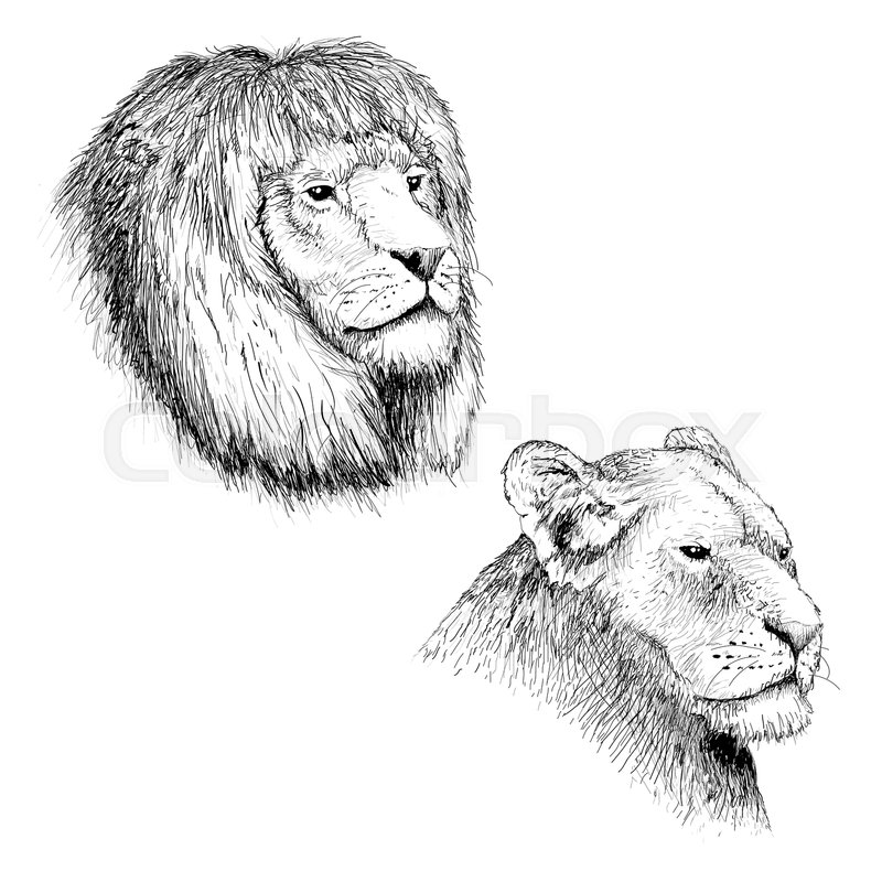 800x800 Head Of Lion And Lioness.hand Drawn Sketch Vector Illustration.may - Lion And Lioness Sketch