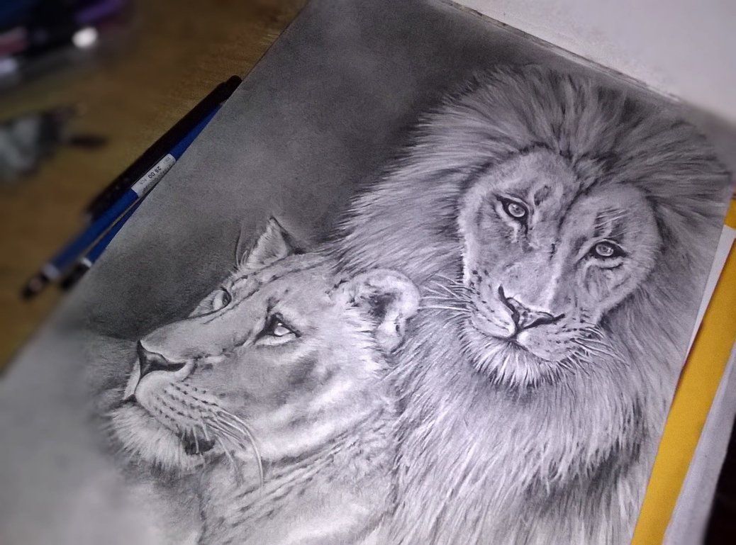 1038x769 Lion Amp Lioness Drawing Bred For The Bullet Steemit - Lion And Lioness Sketch