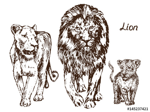 500x375 Lion, Lioness And Lion Cub, Family, Hand Drawn Doodle, Sketch In - Lion And Lioness Sketch