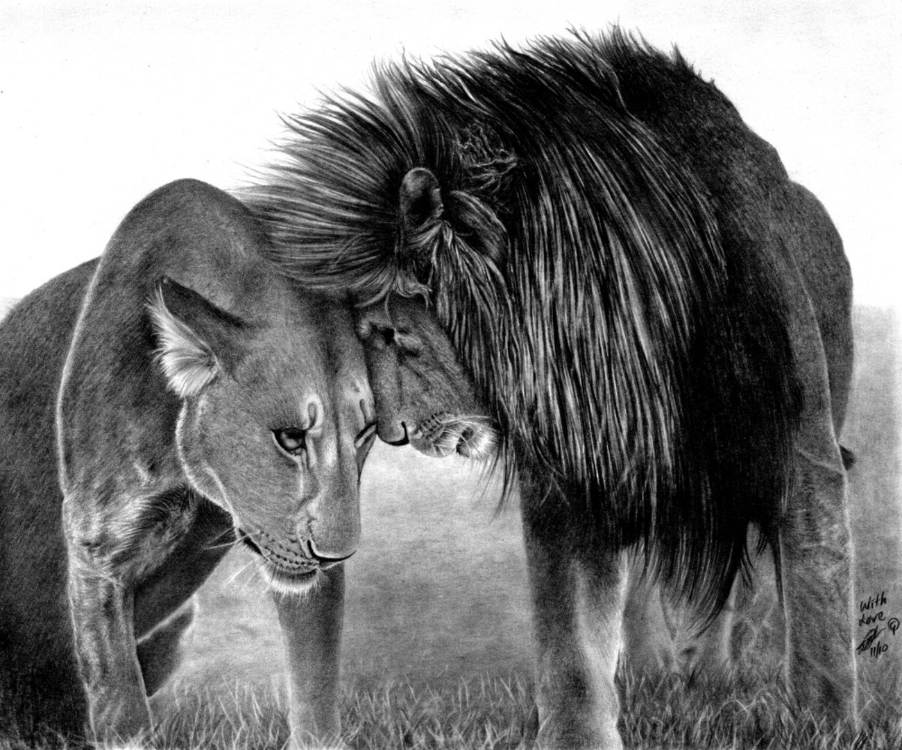 1300x1082 Lion And Lioness Drawing - Lion And Lioness Sketch