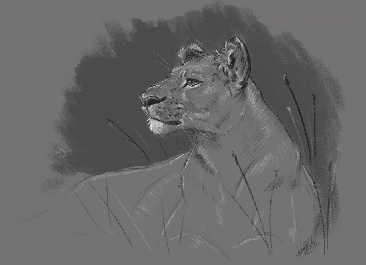 1280x928 Lioness By Wolfpsalm - Lion And Lioness Sketch